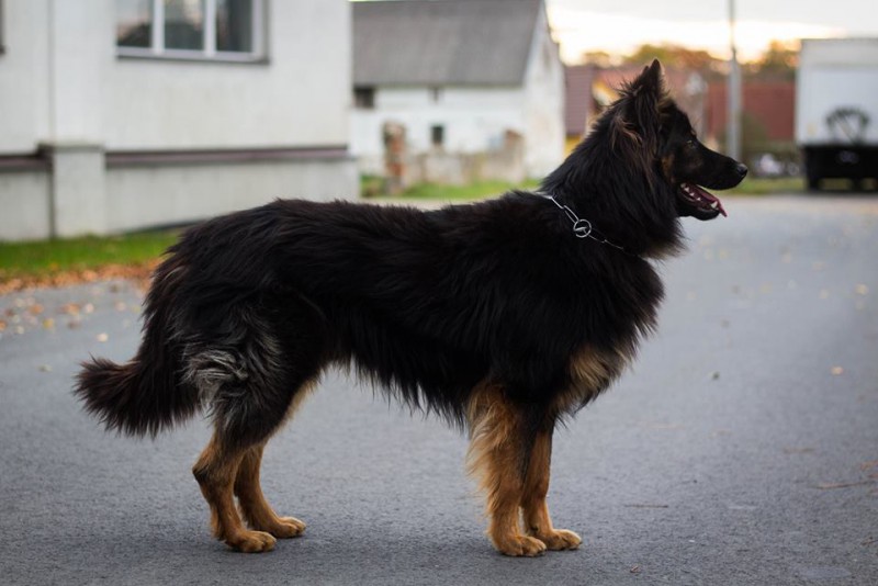 Dog Photo