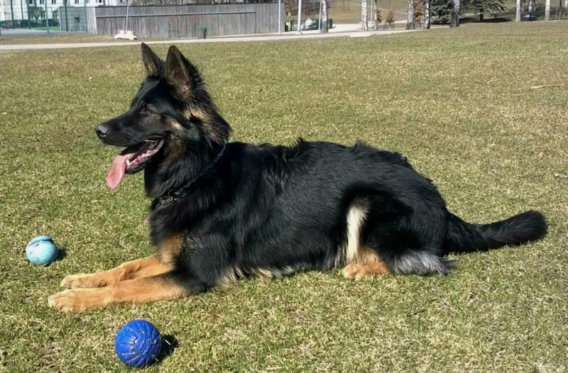 Dog Photo