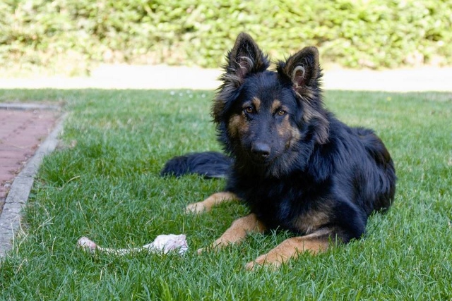Dog Photo