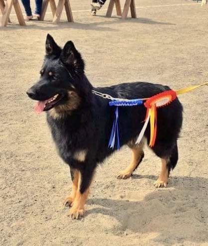 Dog Photo