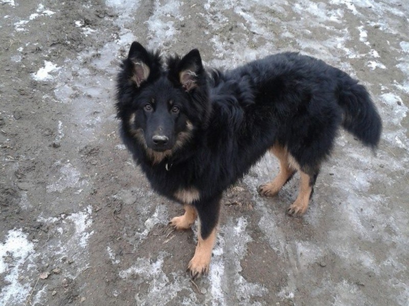Dog Photo