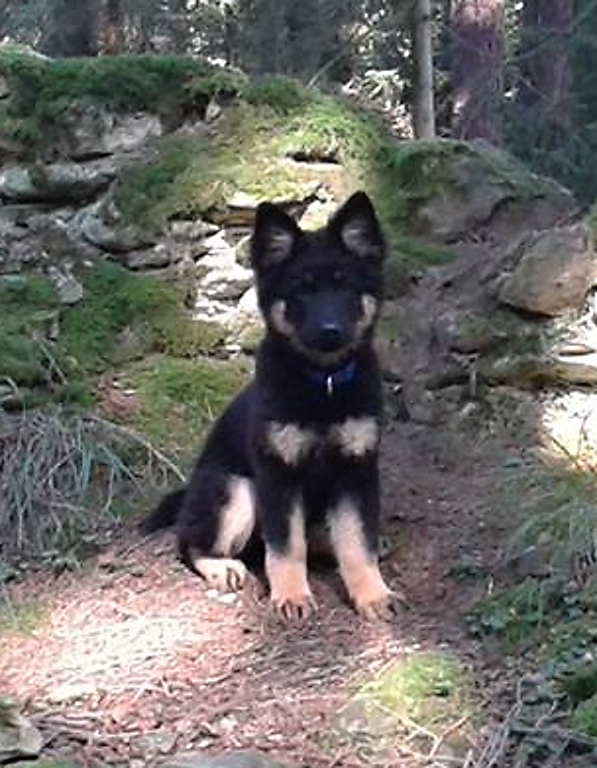 Dog Photo