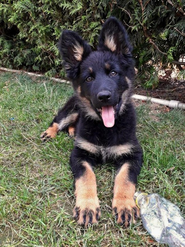 Dog Photo