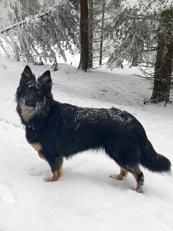 Dog Photo