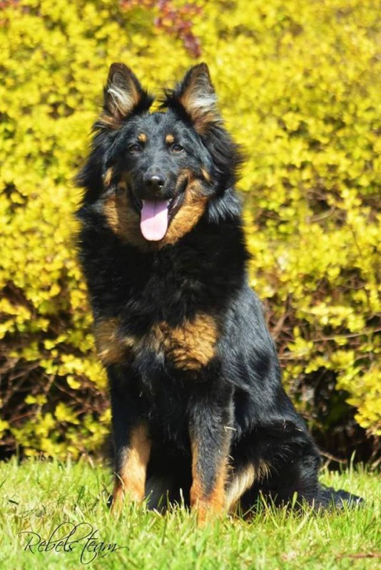 Dog Photo