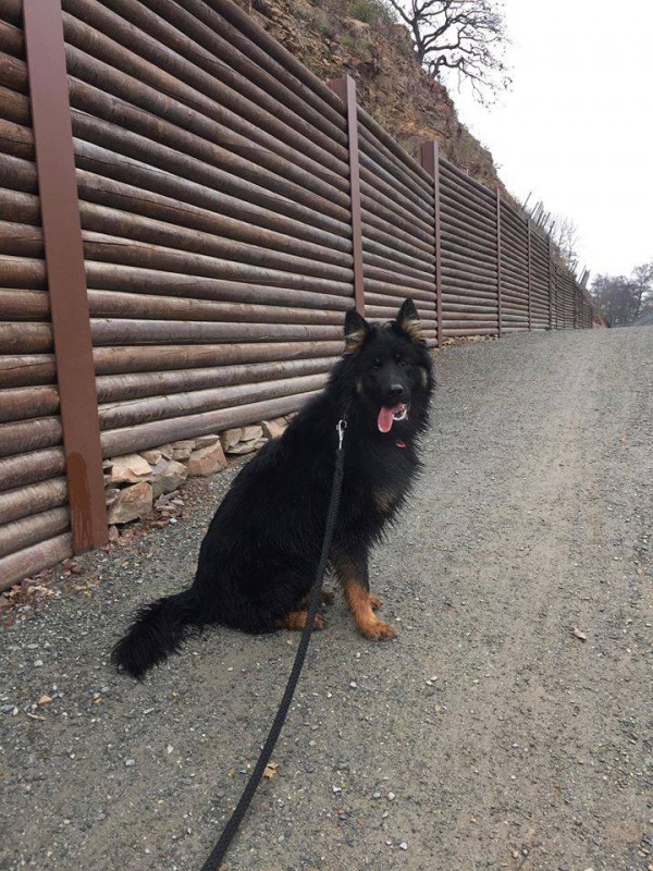 Dog Photo