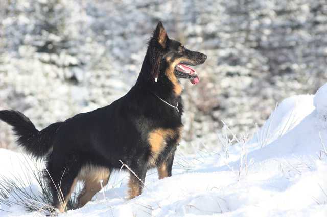 Dog Photo