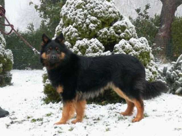 Dog Photo