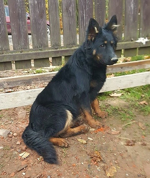 Dog Photo