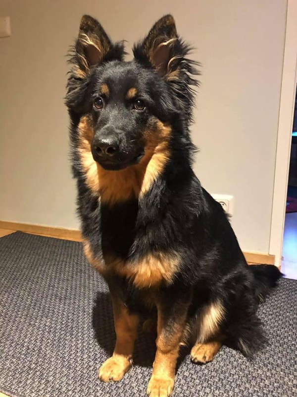 Dog Photo