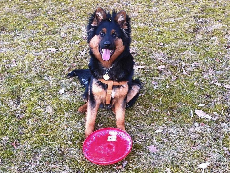 Dog Photo