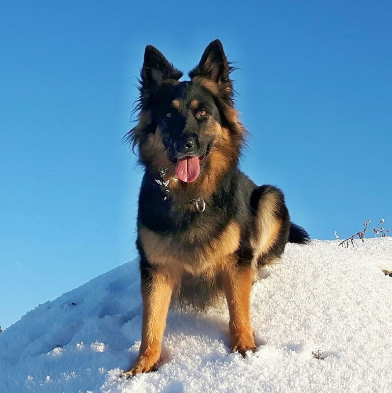 Dog Photo