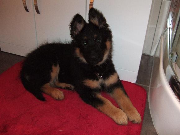 Dog Photo