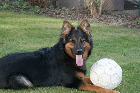 Dog Photo
