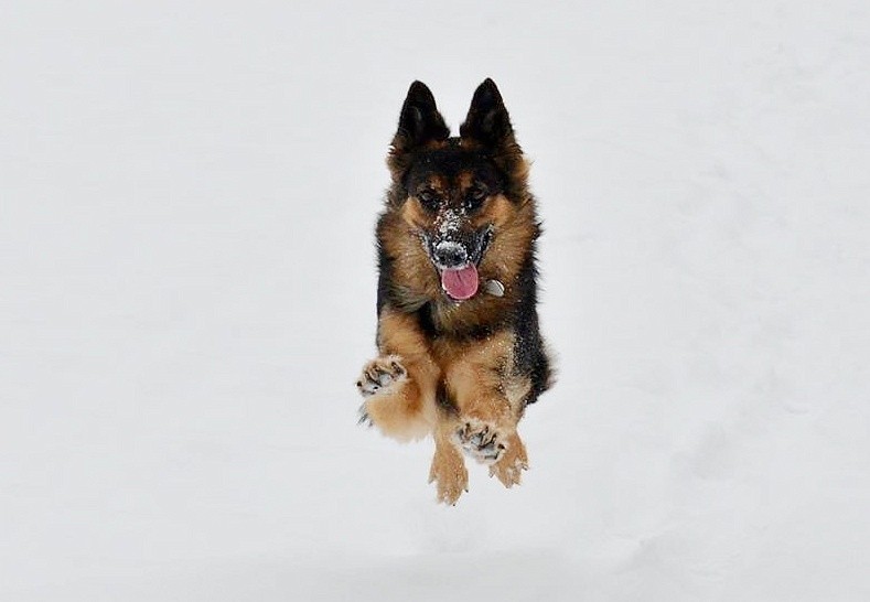 Dog Photo