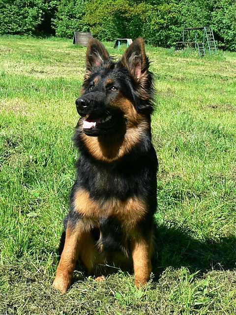 Dog Photo