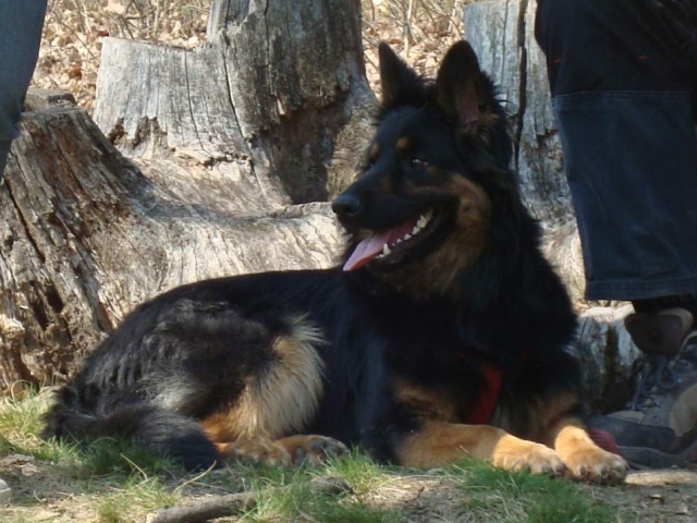 Dog Photo