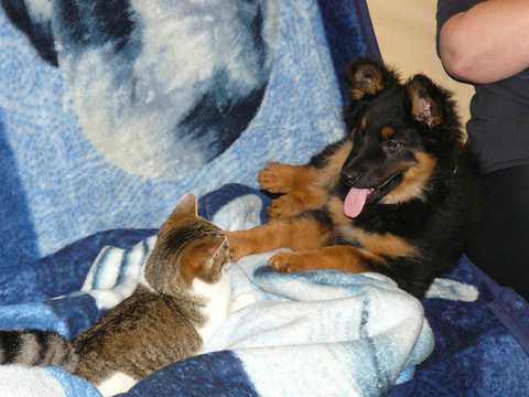 Dog Photo
