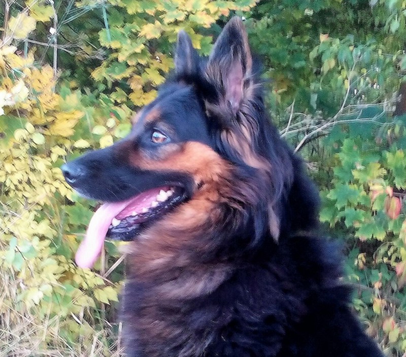 Dog Photo