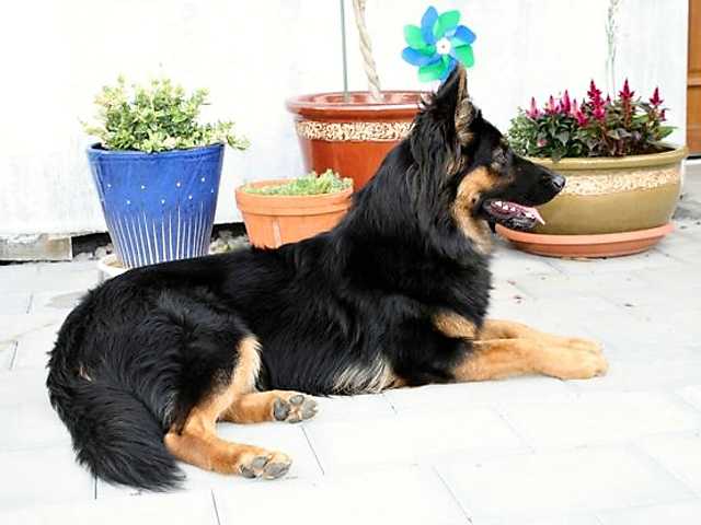 Dog Photo