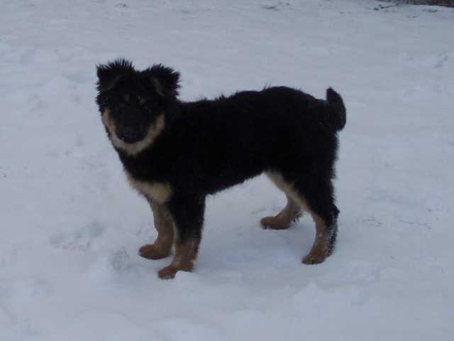 Dog Photo
