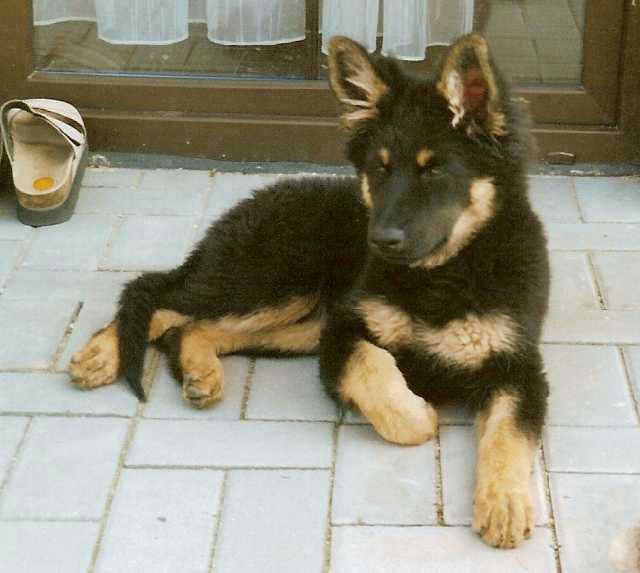 Dog Photo