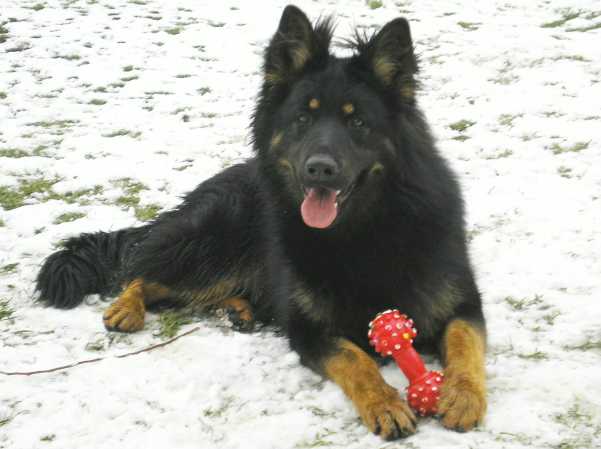 Dog Photo