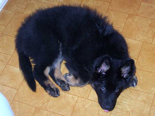 Dog Photo