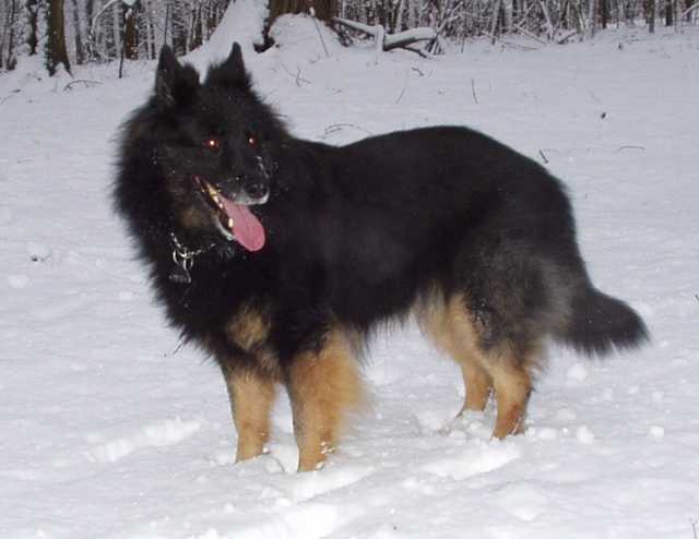Dog Photo