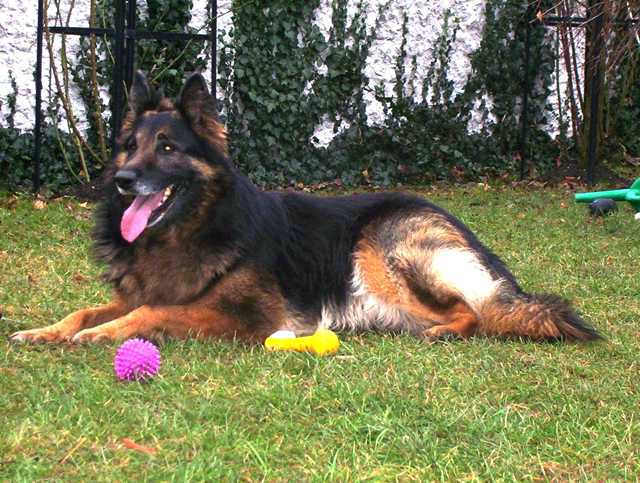 Dog Photo