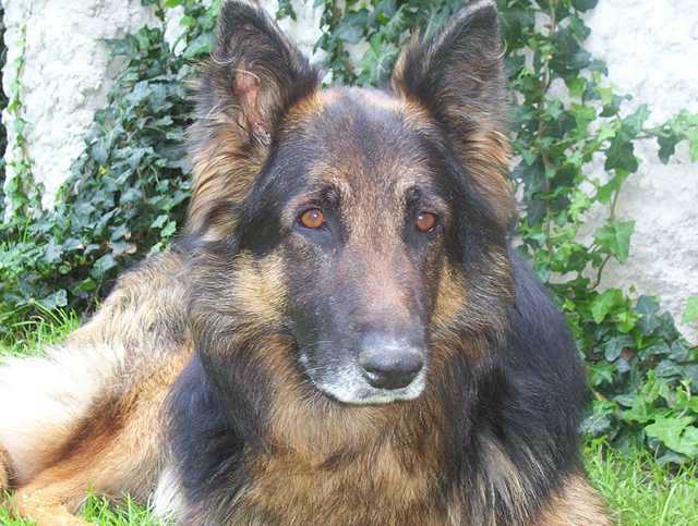Dog Photo