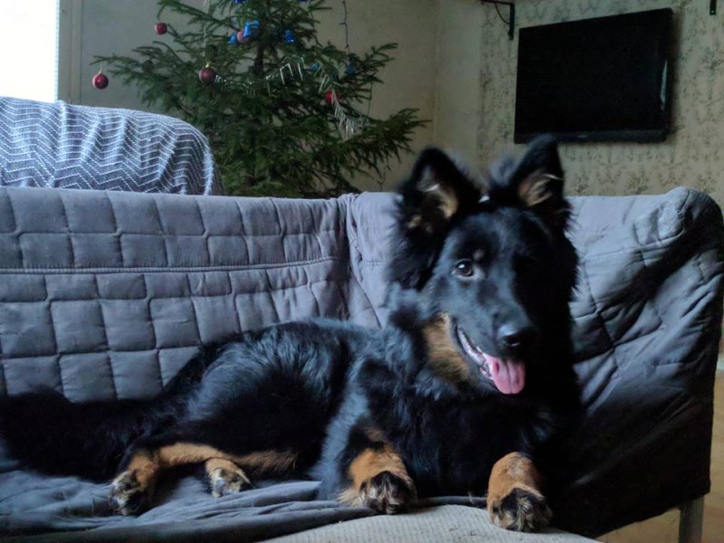 Dog Photo