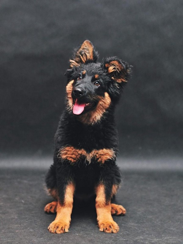 Dog Photo