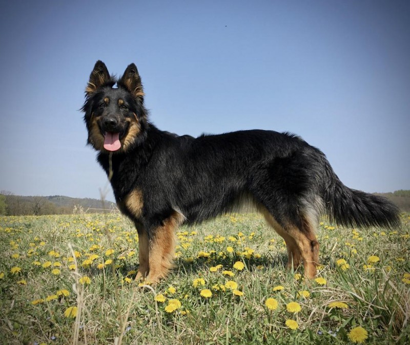 Dog Photo