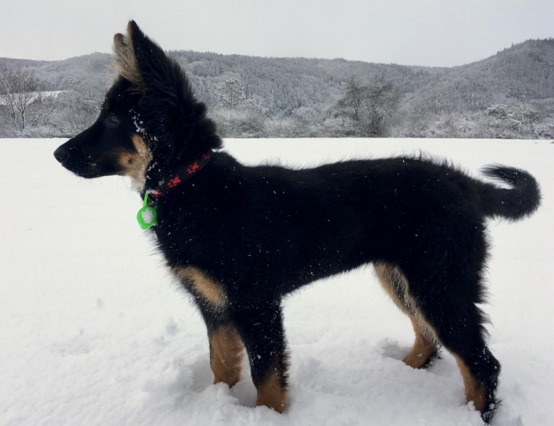 Dog Photo