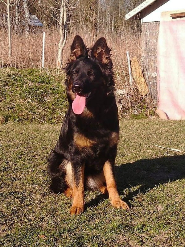 Dog Photo