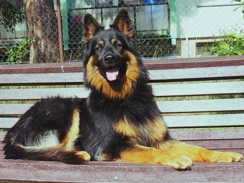 Dog Photo