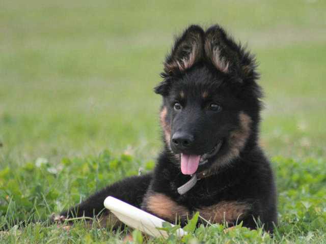 Dog Photo