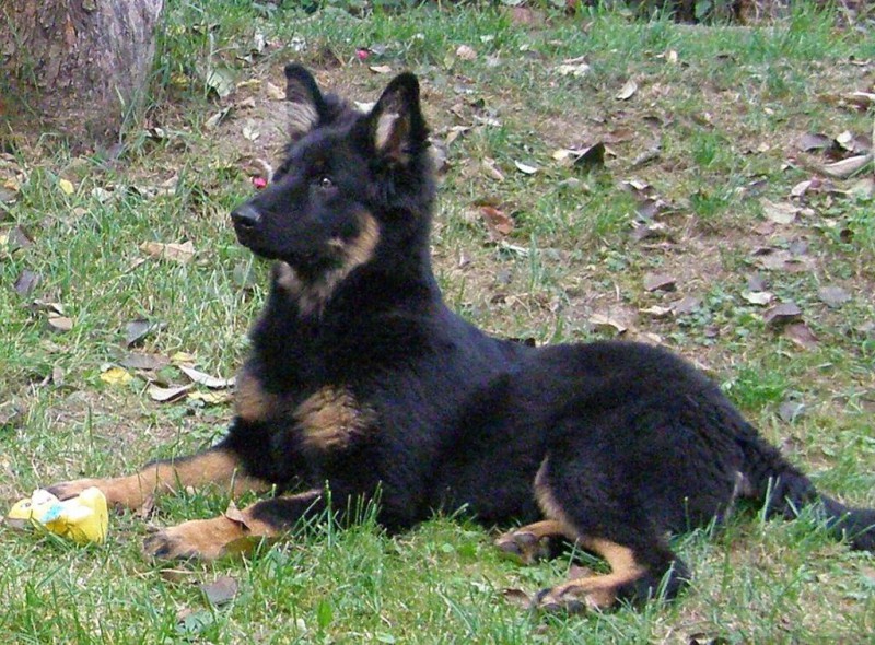 Dog Photo