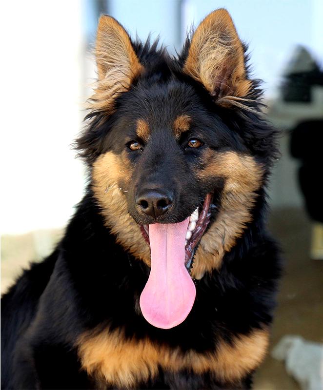 Dog Photo