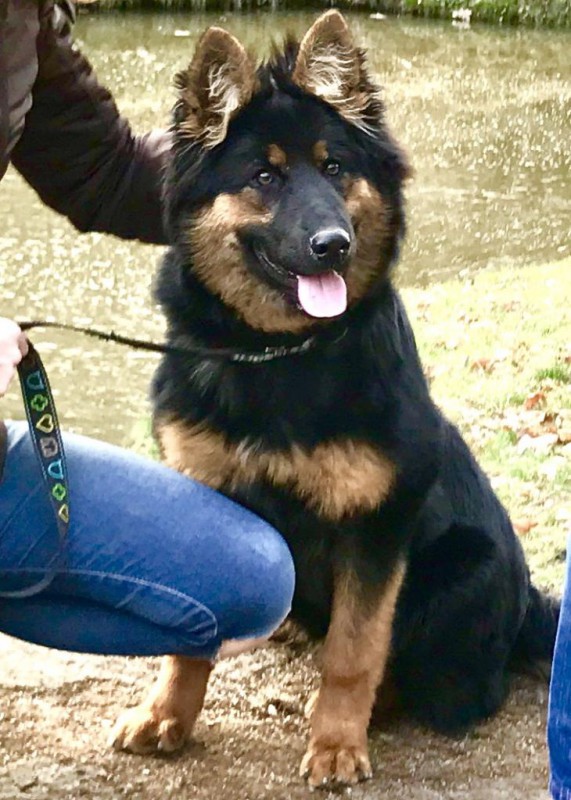 Dog Photo