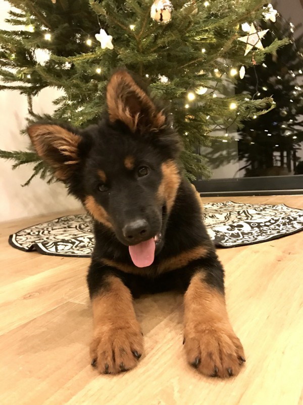 Dog Photo