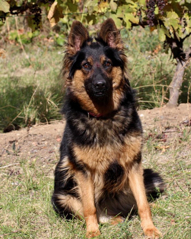 Dog Photo