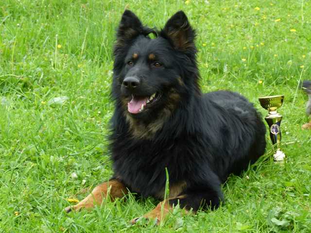 Dog Photo