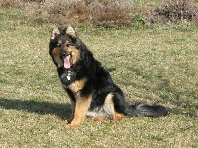 Dog Photo