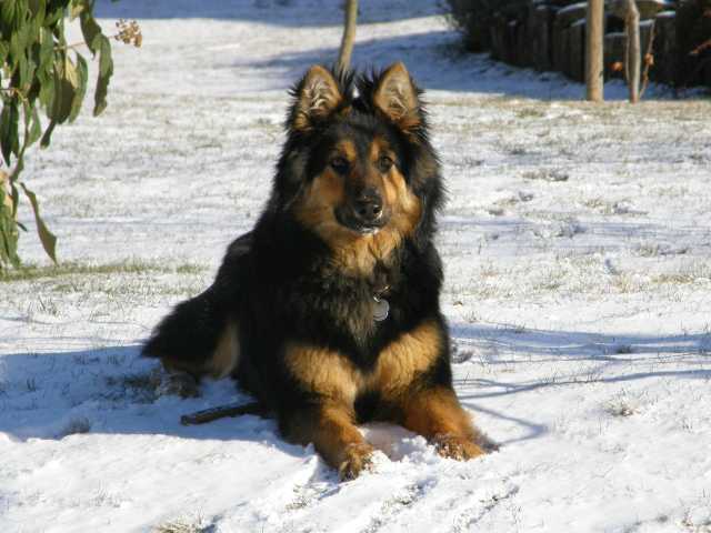 Dog Photo