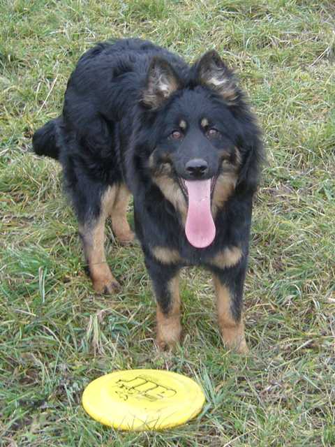 Dog Photo