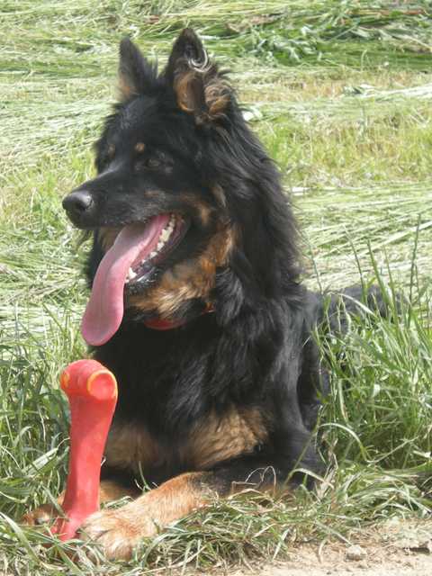 Dog Photo