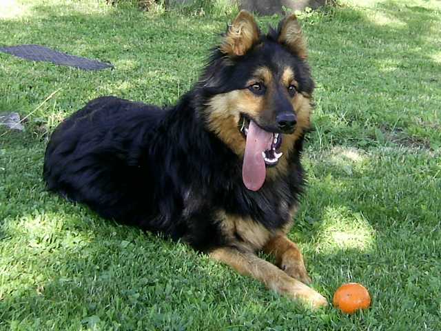 Dog Photo