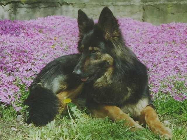 Dog Photo